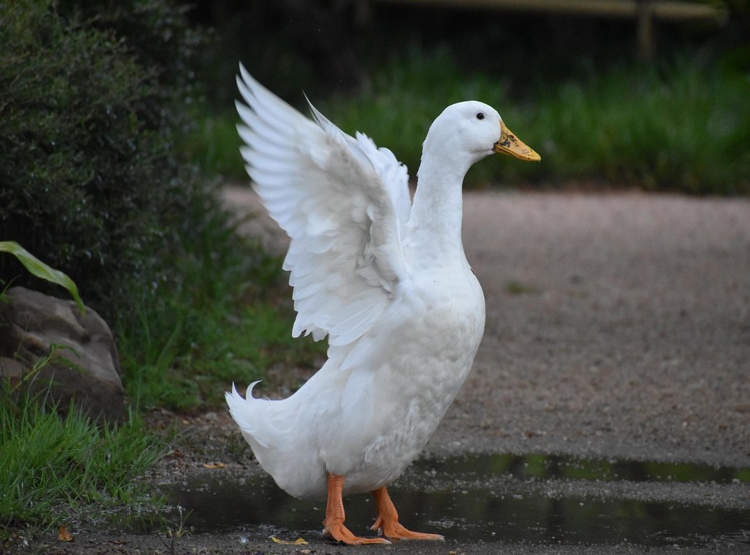 Our Top 3 Paper Duck Picks for 2024